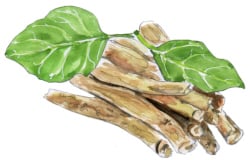 Ashwagandha Root Extract