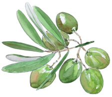 Olive Leaf Extract