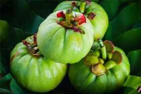 Garcinia Cambogia Extract: A Detailed Review