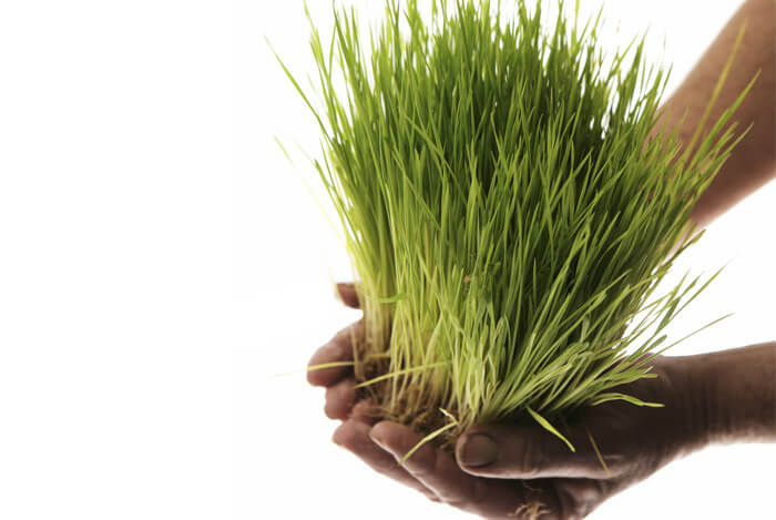 hands holding wheatgrass