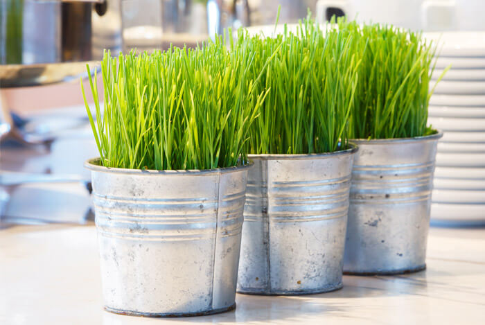 wheatgrass plant pots