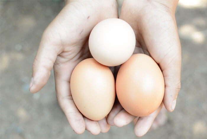 hands holding eggs