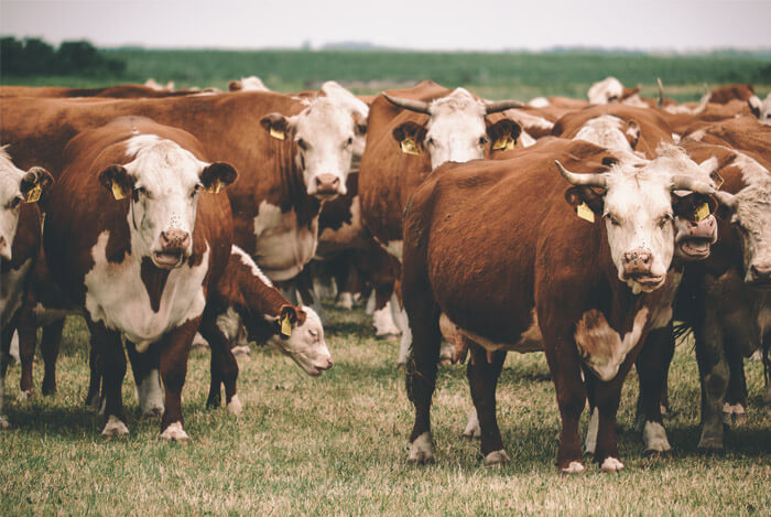 cows in pasture