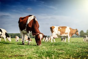 Grass Fed Vs Grain Fed Beef – Which is Best For Your Health?