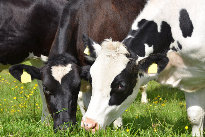 happy cows