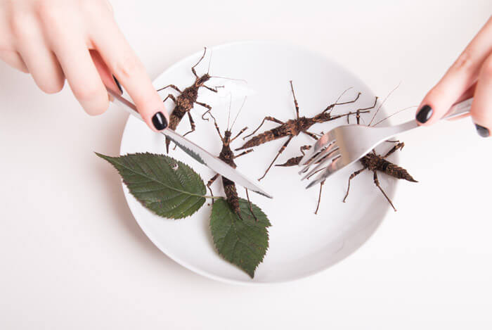 grasshopper meal plate