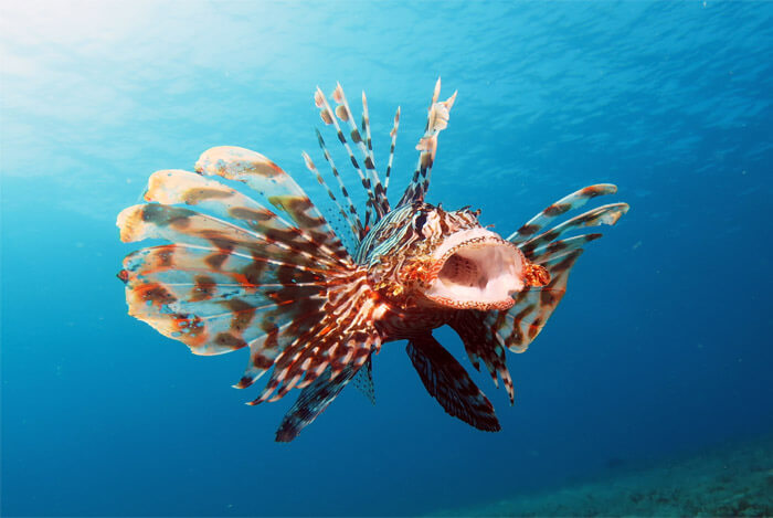lionfish in the ocean