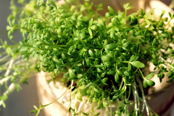 watercress