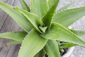 4 Awesome Health Benefits & Uses for Aloe Vera