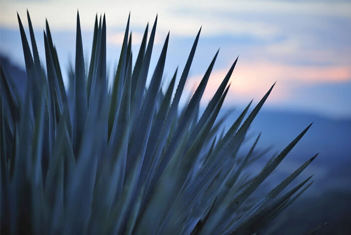 agave plant