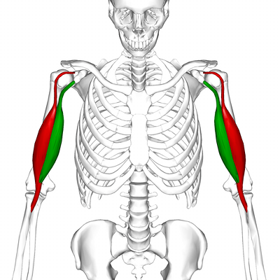 biceps brachii