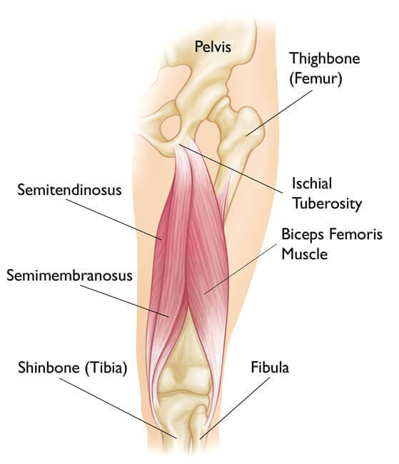 hamstring anatomy