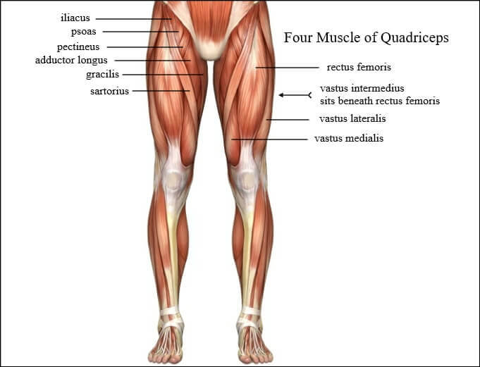 Quadriceps-Anatomy.jpg