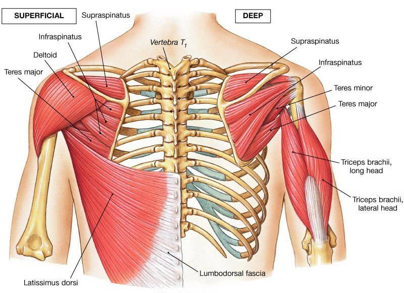 Upper Back Muscle Chart