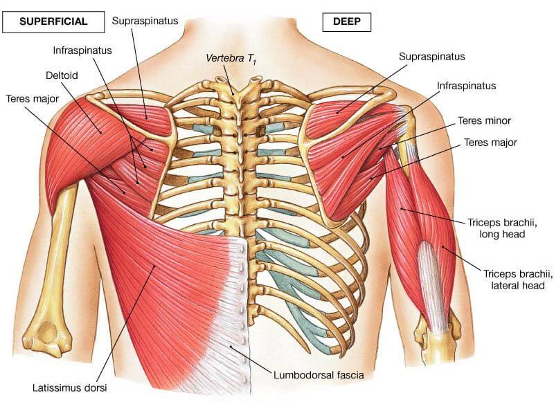 Back Muscles Chart : Muscles In Back Diagram Anatomy System Human Body Anatomy Diagram And Chart ...