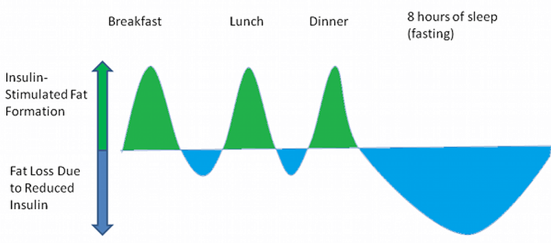 fat storage fat loss graph