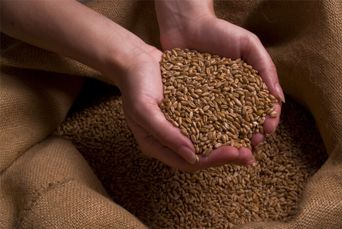 hands on grains