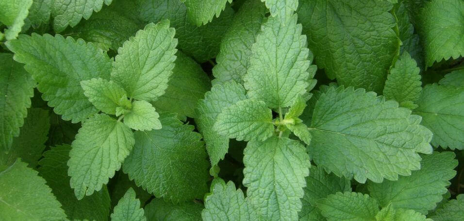 lemon balm uses