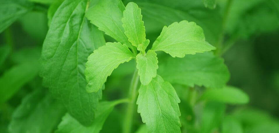 The Lowdown on Stevia: What You Need to Know