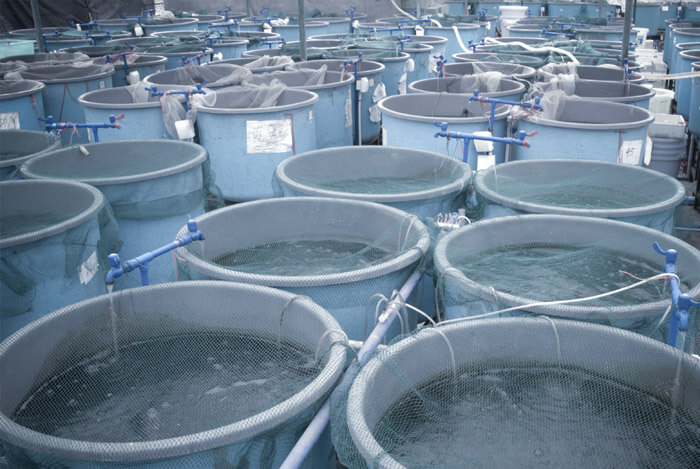 fish farming