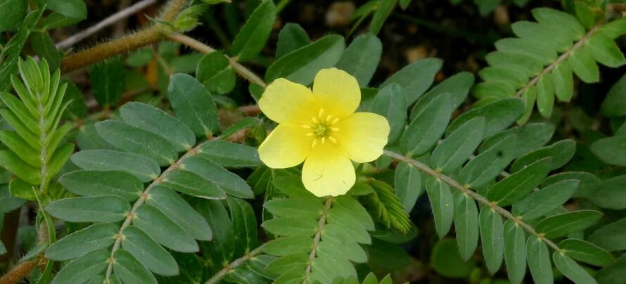 tribulus terrestris 