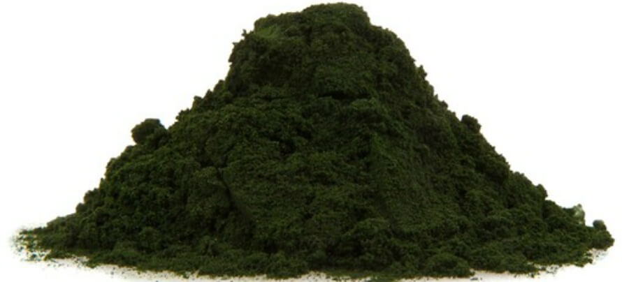 chlorella powder