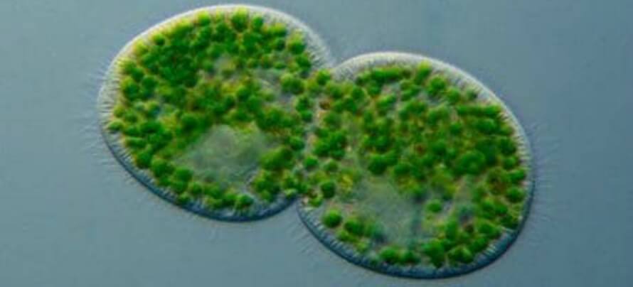 chlorella