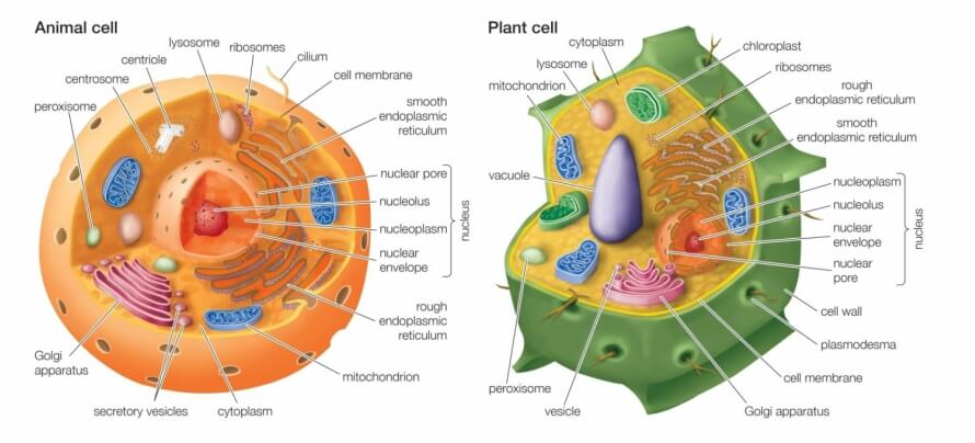 cracked cell chlorella