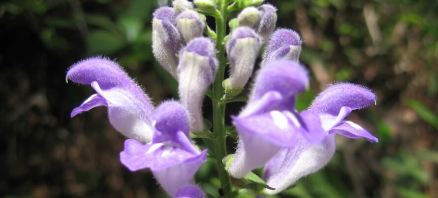 skullcap herb