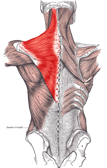 trapezius muscles