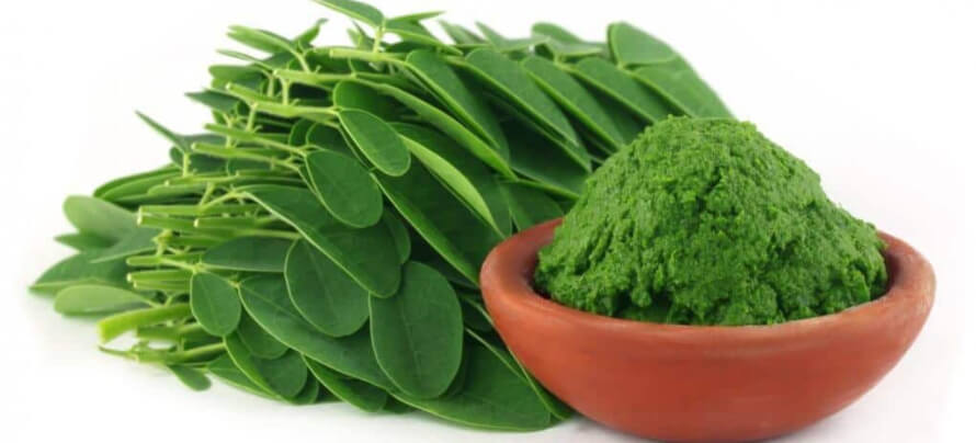 Moringa Oleifera Zija