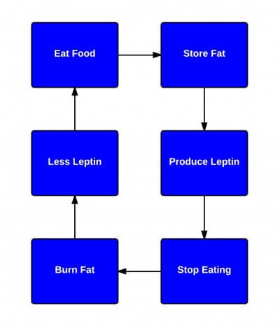 Everything You Need to Know About Leptin and Weight Loss