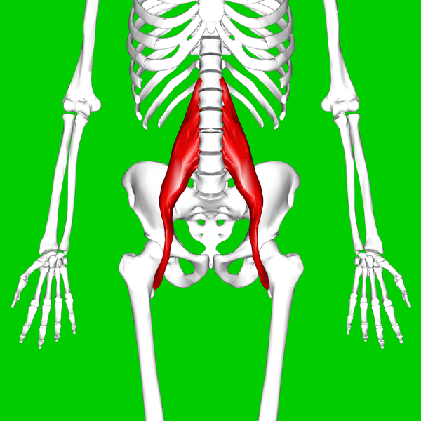 All About Your Hip Flexors Anatomy Stony Plain - Boost PT