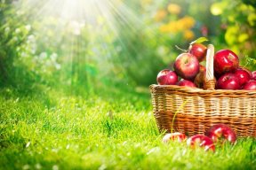 The Real Benefits and Disadvantages of Organic Food