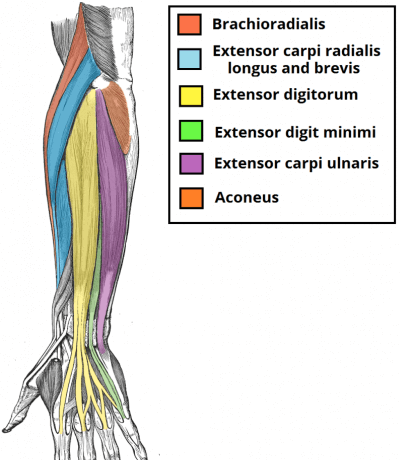 forearm gym workout