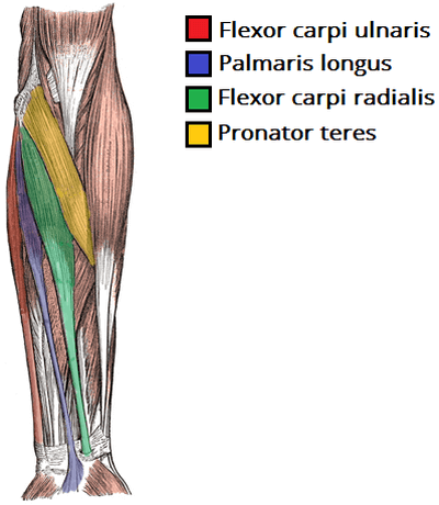 forearm muscle exercises