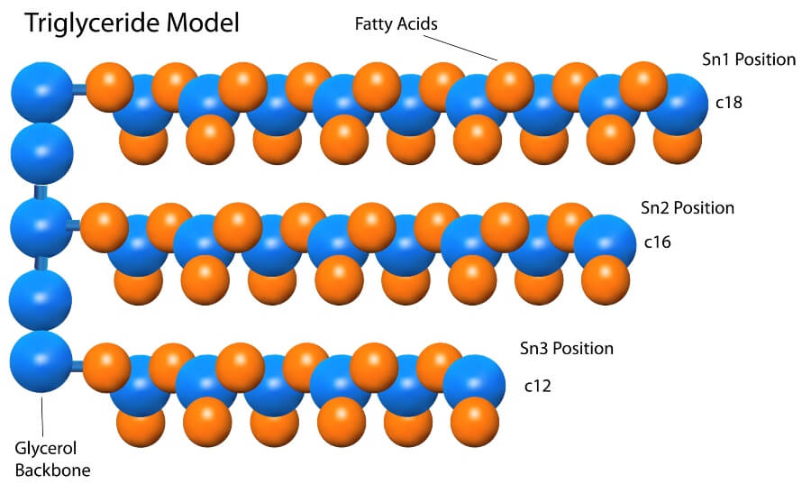 Eie-TRIGLYCERIDE