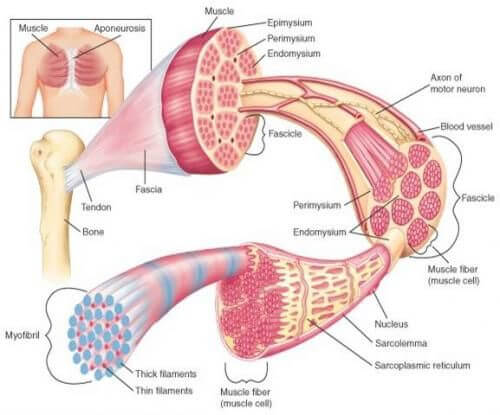 muscle-structure-skeletal-muscle