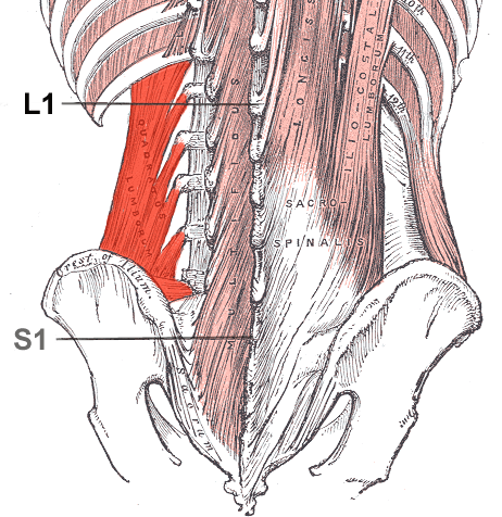 Quadratuslumborum