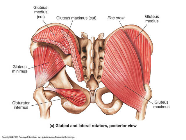 glutes