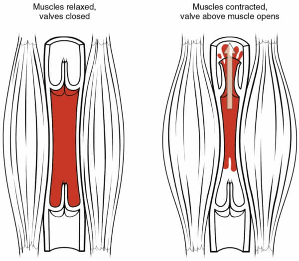 Is a 'pump' necessary in order for your muscles to grow when