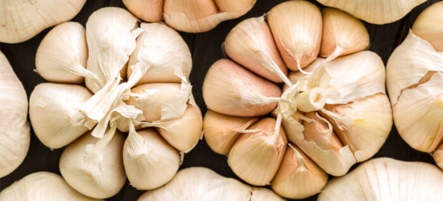 Garlic benefits