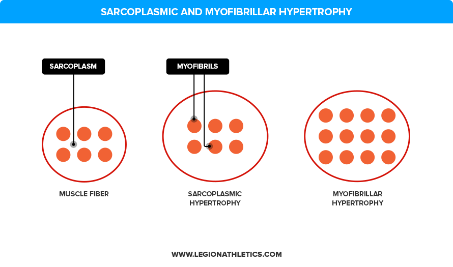 sarcoplasmic-and-myofibrillar-hypertrophy