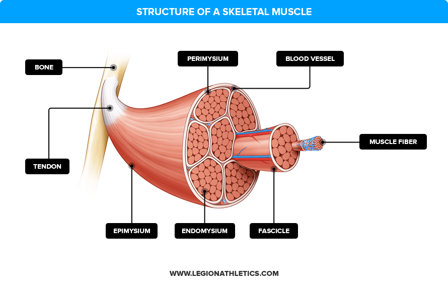 structure-of-a-skeletal-muscle