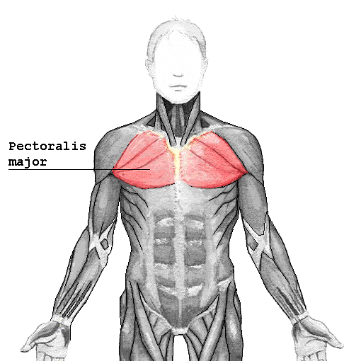 anatomy-of-chest