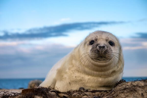 young-puppy-seal