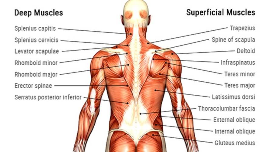 Back-Anatomy-1.jpg