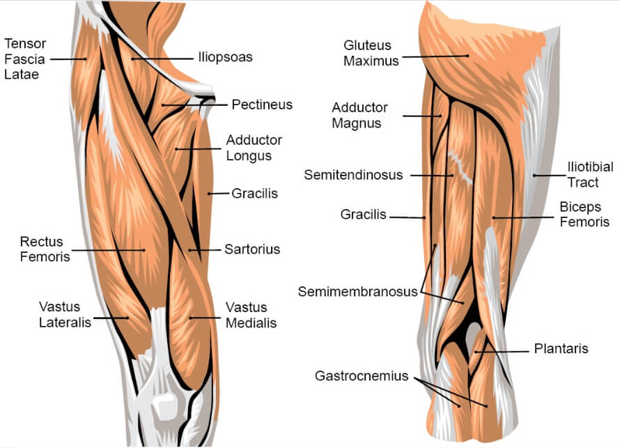 Front squats with dumbbells