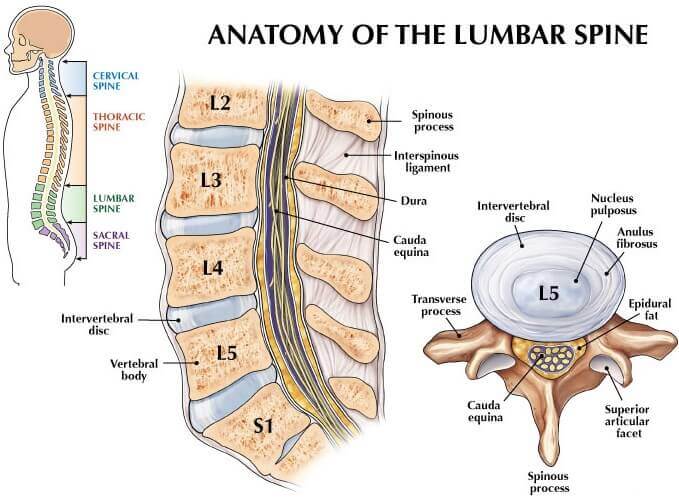 anatomy of the lumbar spine
