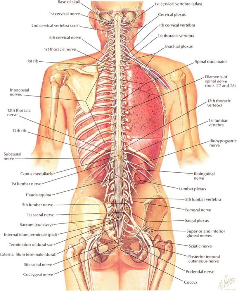 lumbar muscles